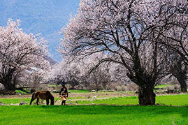 3月就去川藏线旅游 赶赴林芝桃花盛宴